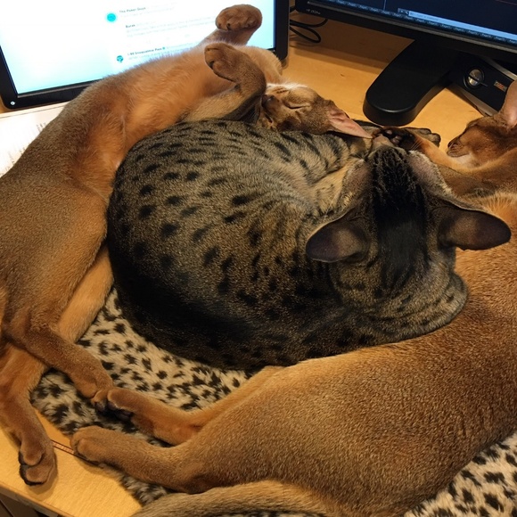 Meet your Posher, Susan - Picture 3 of 7